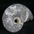 Pyritized Ammonite From Russia - #7285-1